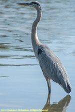 great blue heron